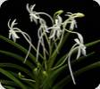 Vanda falcata x lamellata